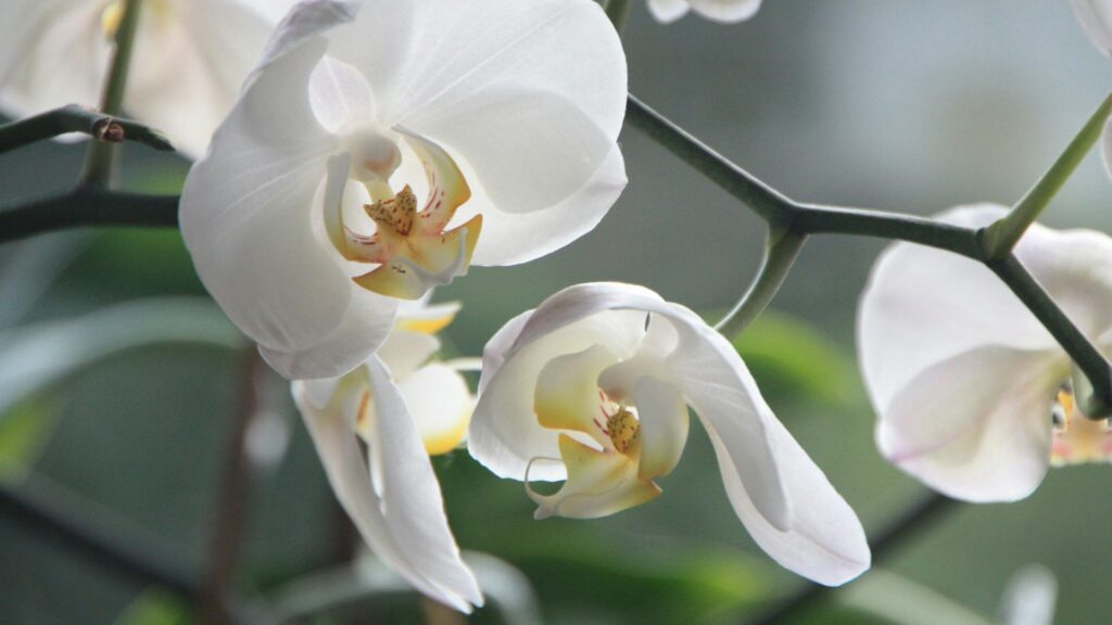“Dendrophylax lindenii close-up view”
