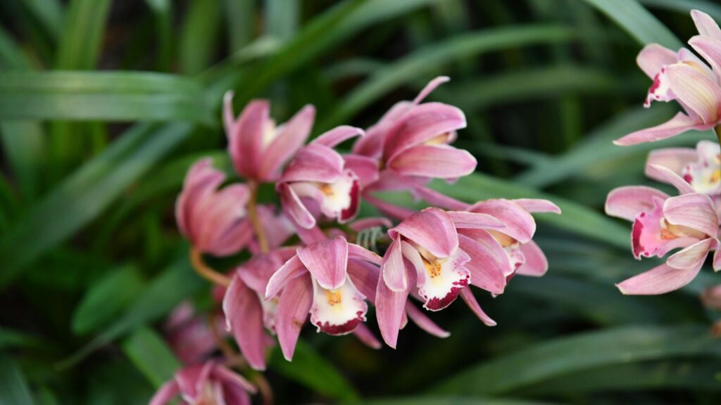 Rare white floating orchid in nature”