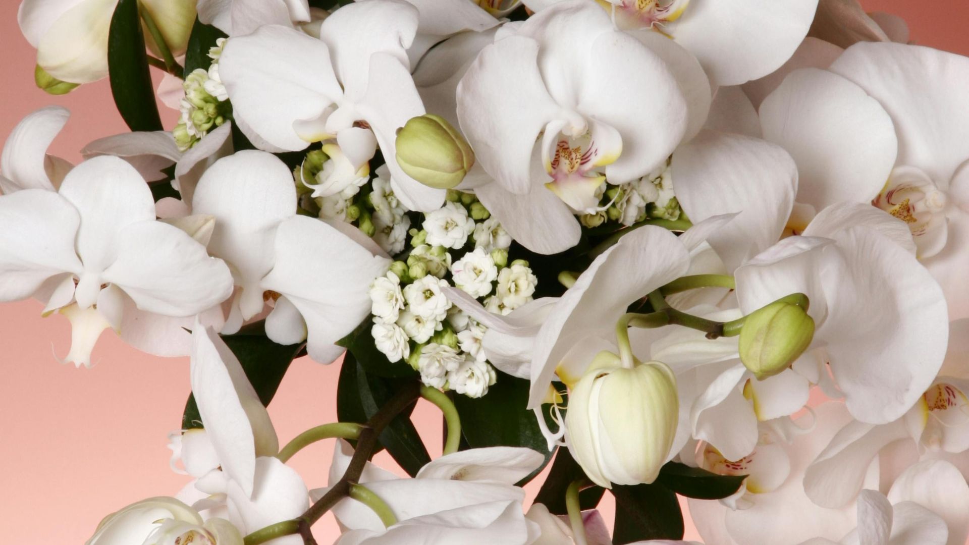 Ghost Orchid bloom in the Florida swamp”