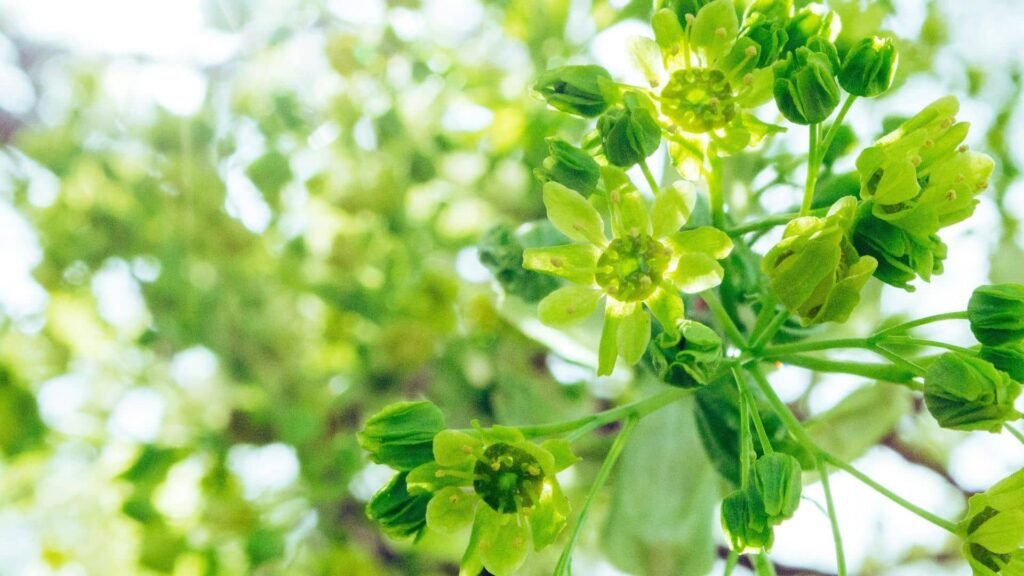 10 Rare Green Flowers You Should Know About 5 Gardenia Flower