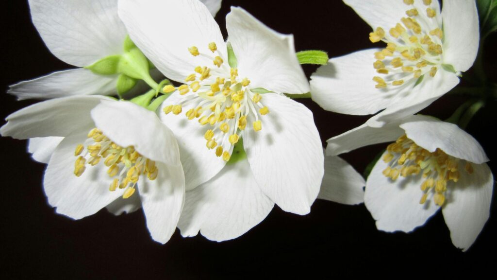 Gardenia Flower: A Complete Guide 5 Gardenia Flower