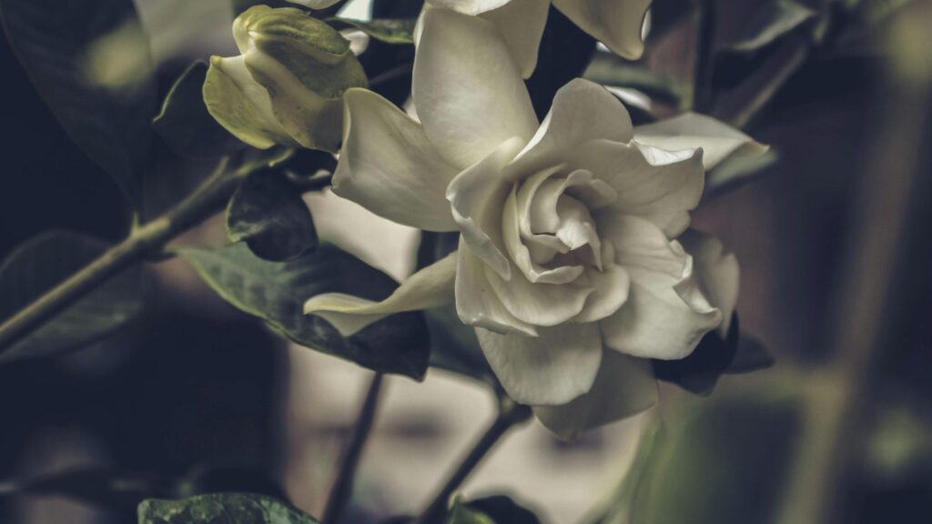 Gardenia Flower: A Complete Guide 3 Gardenia Flower