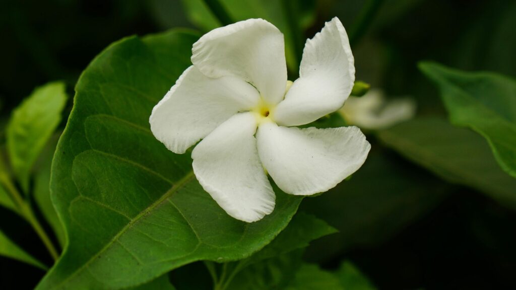 Gardenia Flower: A Complete Guide 2 Gardenia Flower