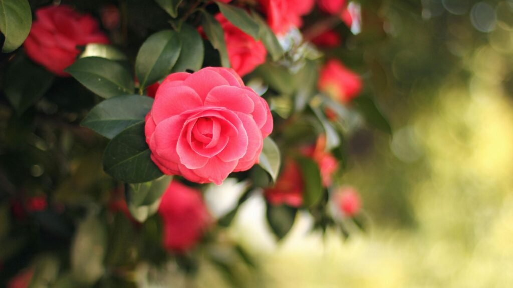 Camellia flower