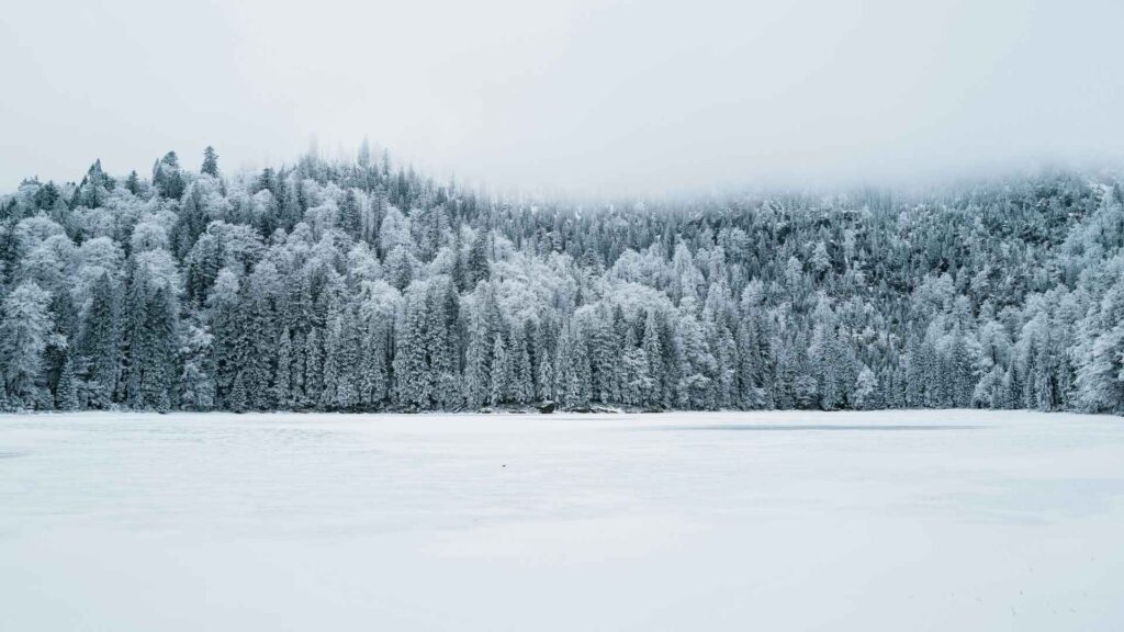 Christmas Trees Meaning, History, and Symbolism