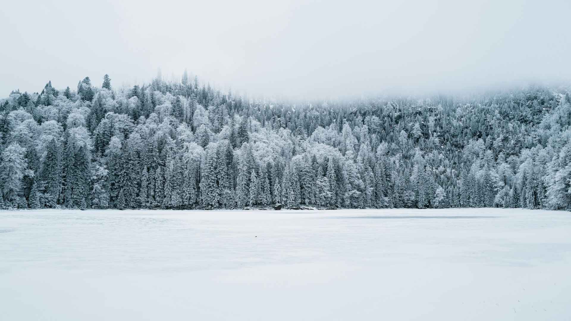 Christmas Trees Meaning, History, and Symbolism
