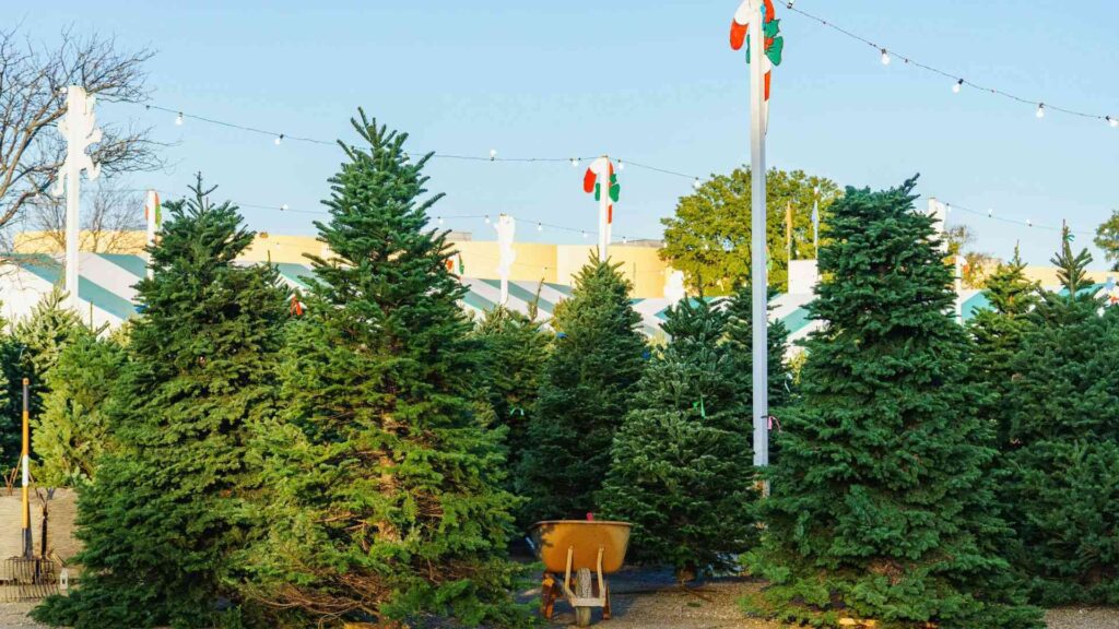 Christmas Trees Meaning, History, and Symbolism