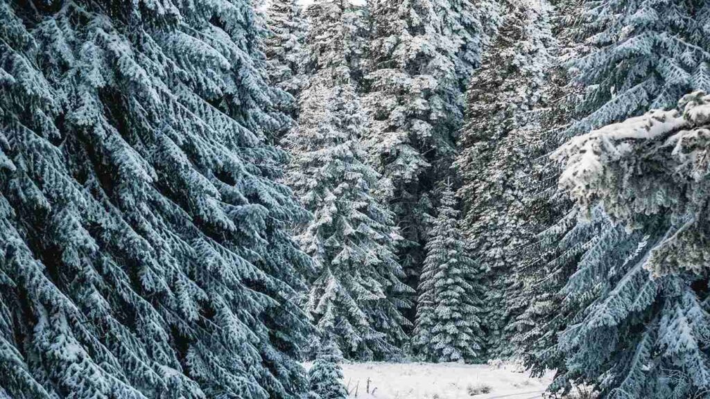 Christmas Trees Meaning, History, and Symbolism