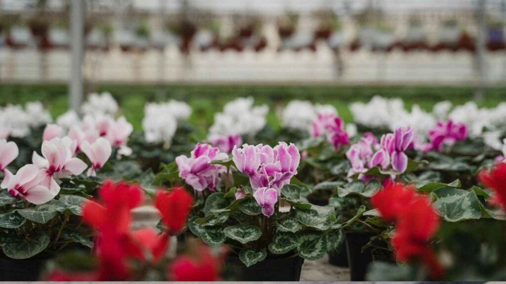 Cyclamen