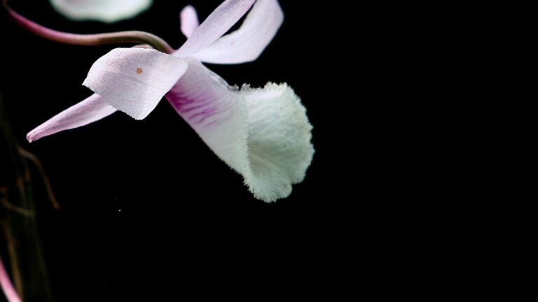 Rare Flowers That Bloom at Night