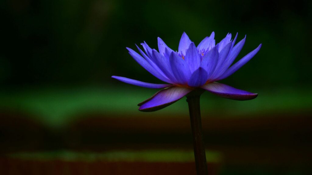 Blue Lotus – A Symbol of Inner Peace