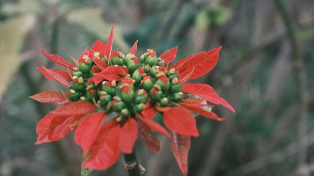 Poinsettia: The Most Iconic Christmas Flower