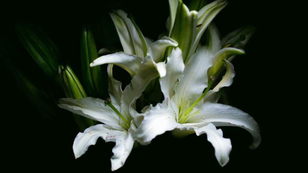 White Lilies: Purity and Peace
