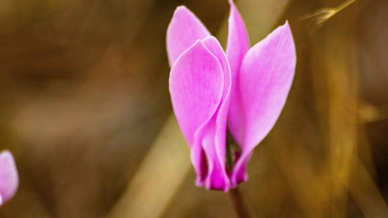 Cyclamen: Love and Sincerity Rare Flowers in America