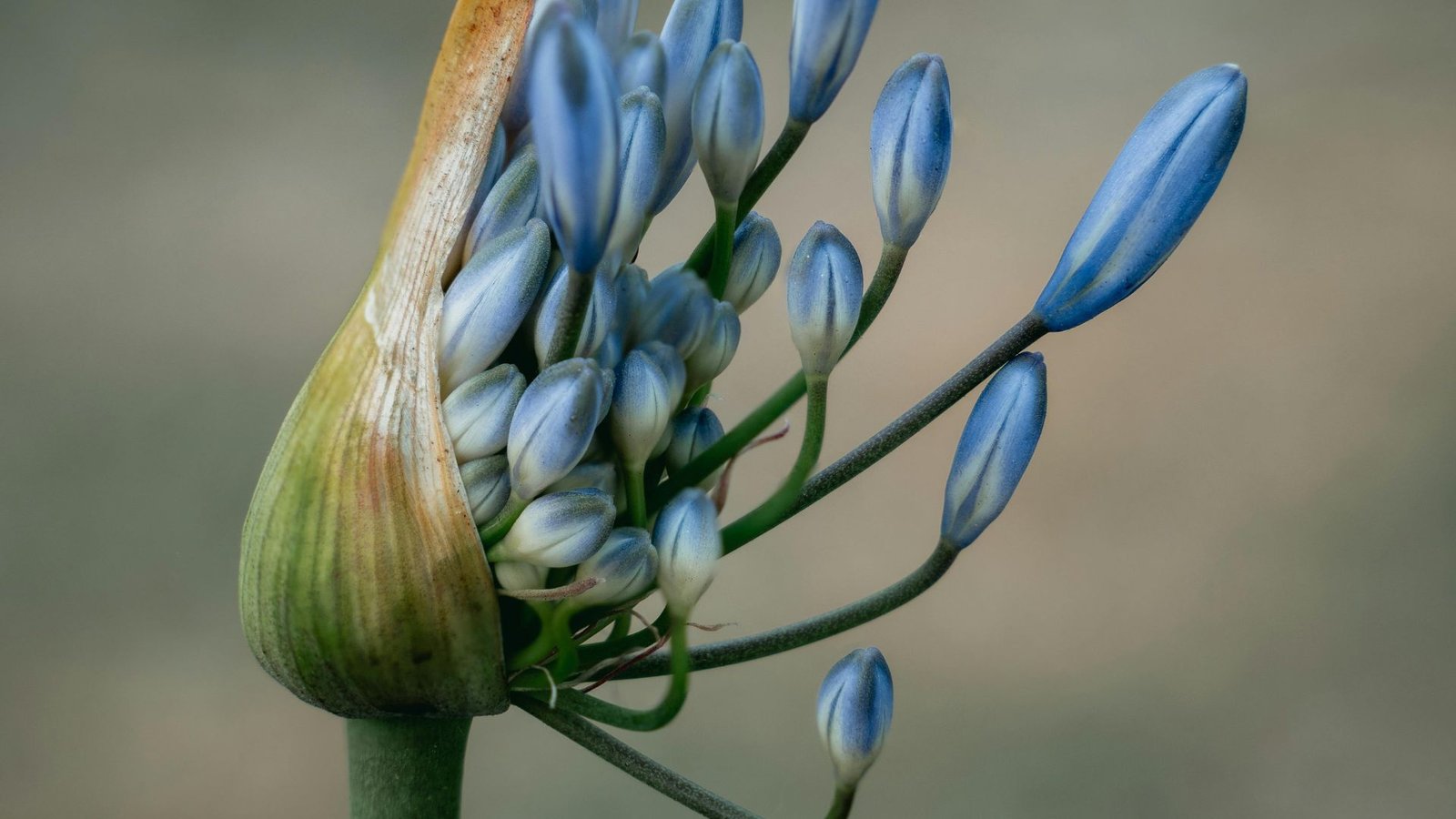 Why Are Some Flowers So Rare? Explained Simply 1 why are some flowers so rare