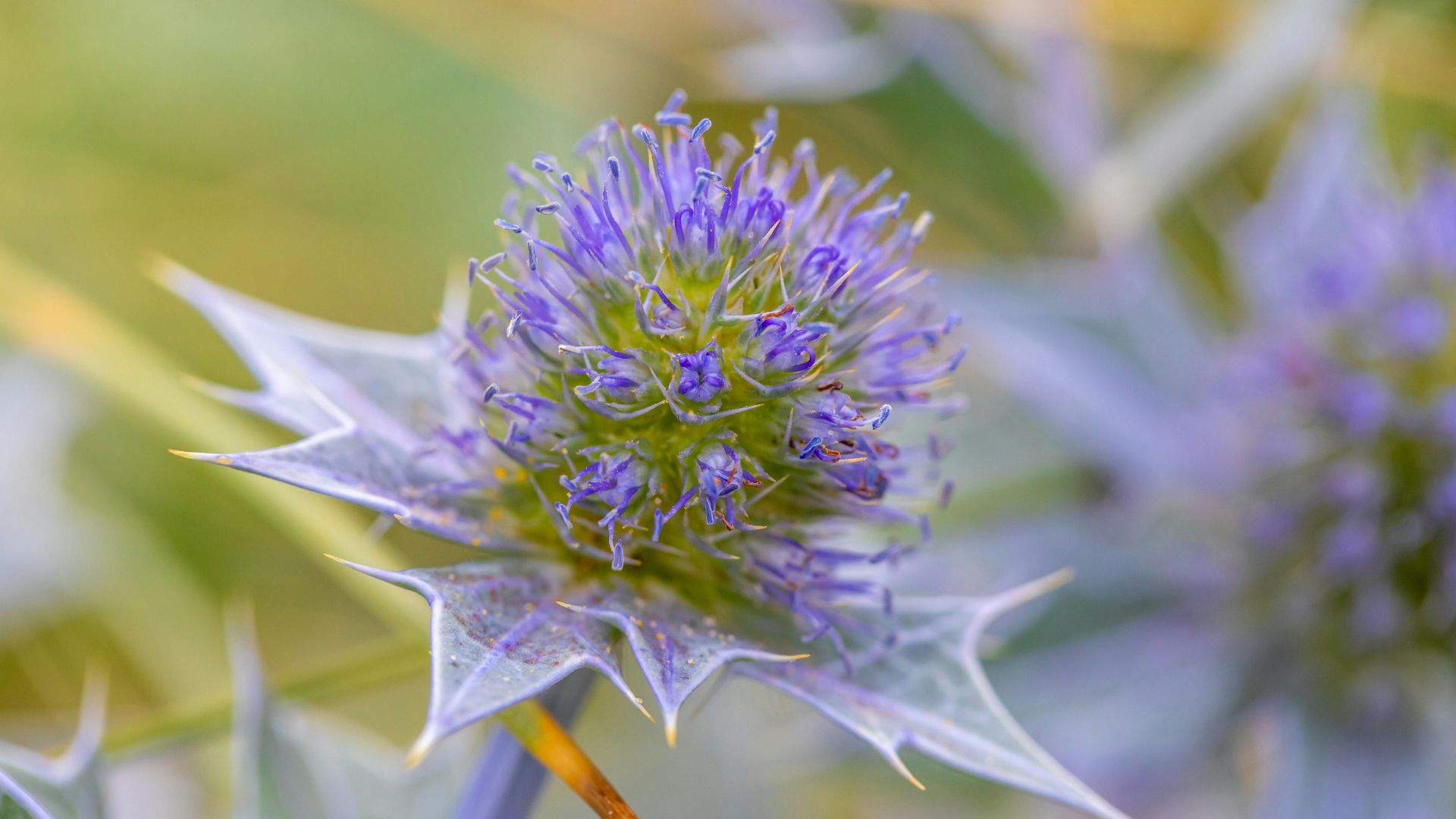 Holly: A Timeless Christmas Plant