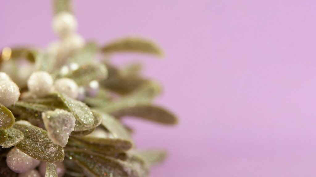 Mistletoe: A Symbol of Peace and Unity