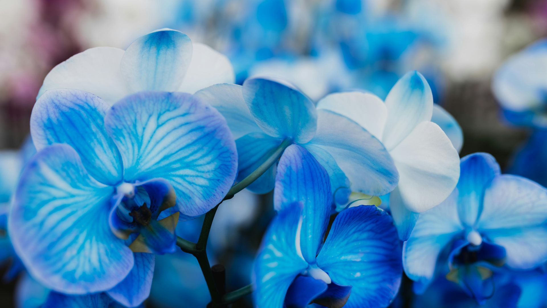 Blue Orchid – Rare Elegance and Emotional Balance
