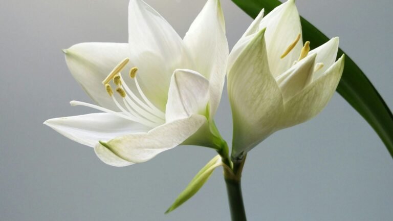 Rare Mountain Flowers