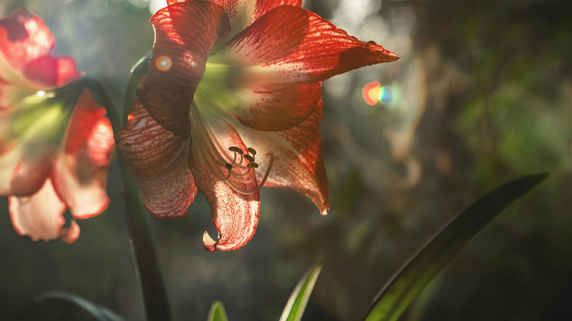 Amaryllis: Elegance and Celebration