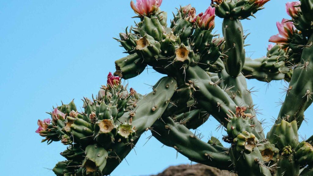 Christmas Cactus: A Bloom of Patience