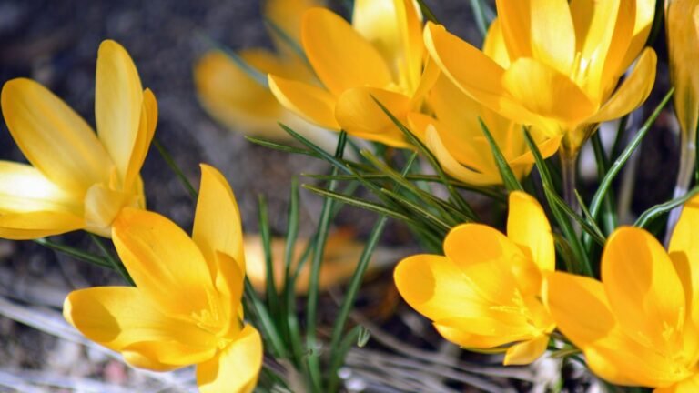 Yellow Wildflowers for Pollinators