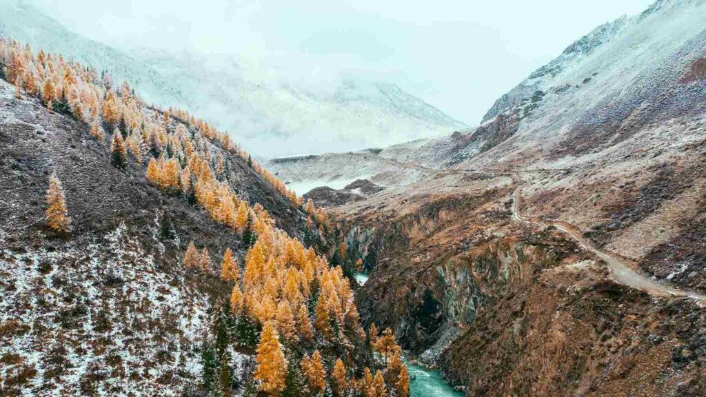 Christmas Trees Meaning, History, and Symbolism