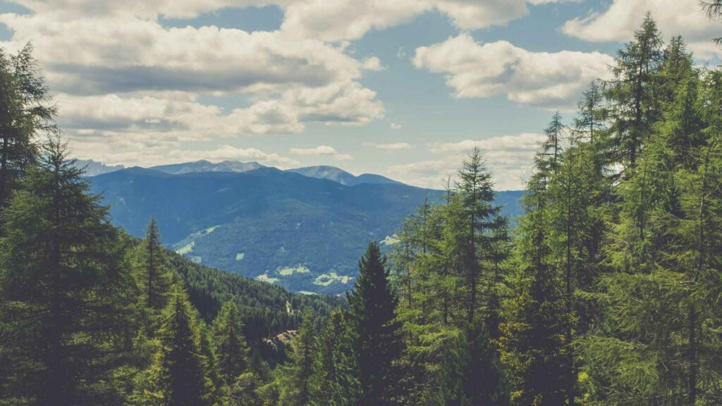 Christmas Trees Meaning, History, and Symbolism