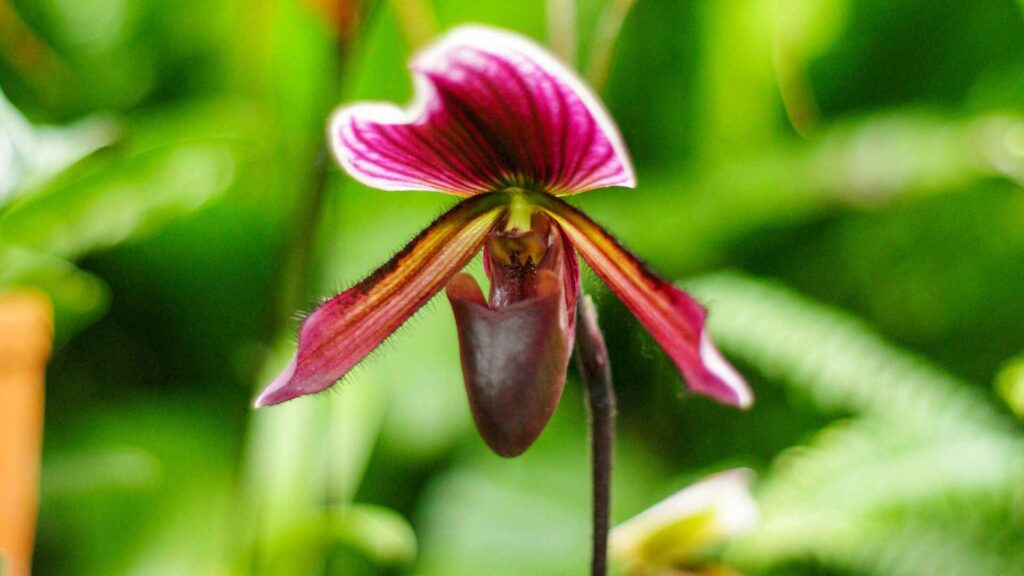 Rothschilds Slipper Orchid