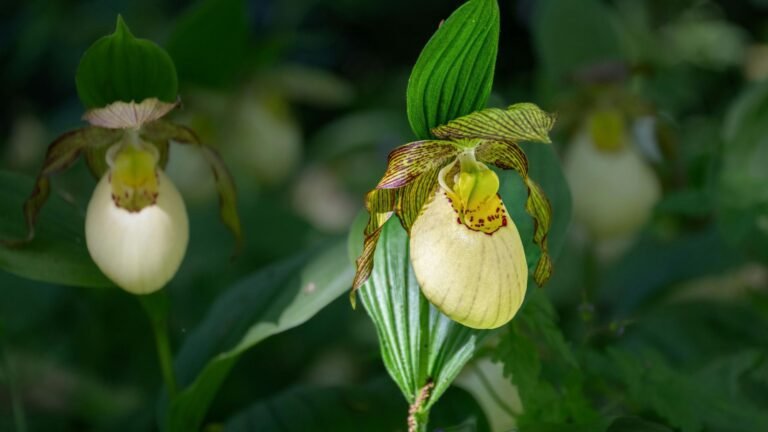 Human Impact on Rare Flowers