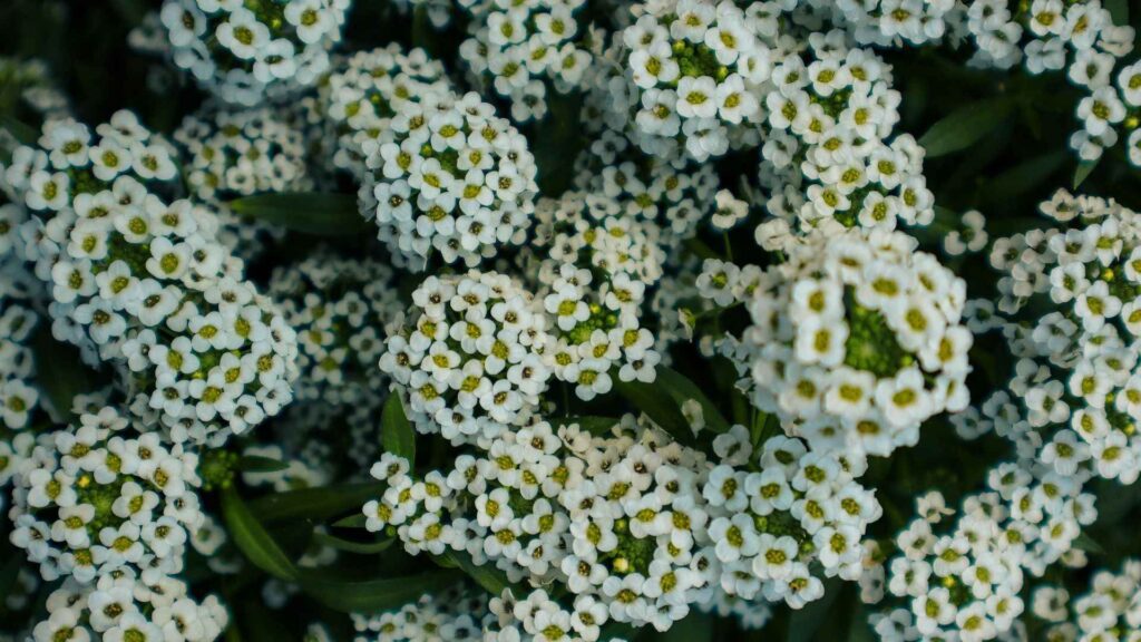 Sweet Alyssum (Mild Winters)