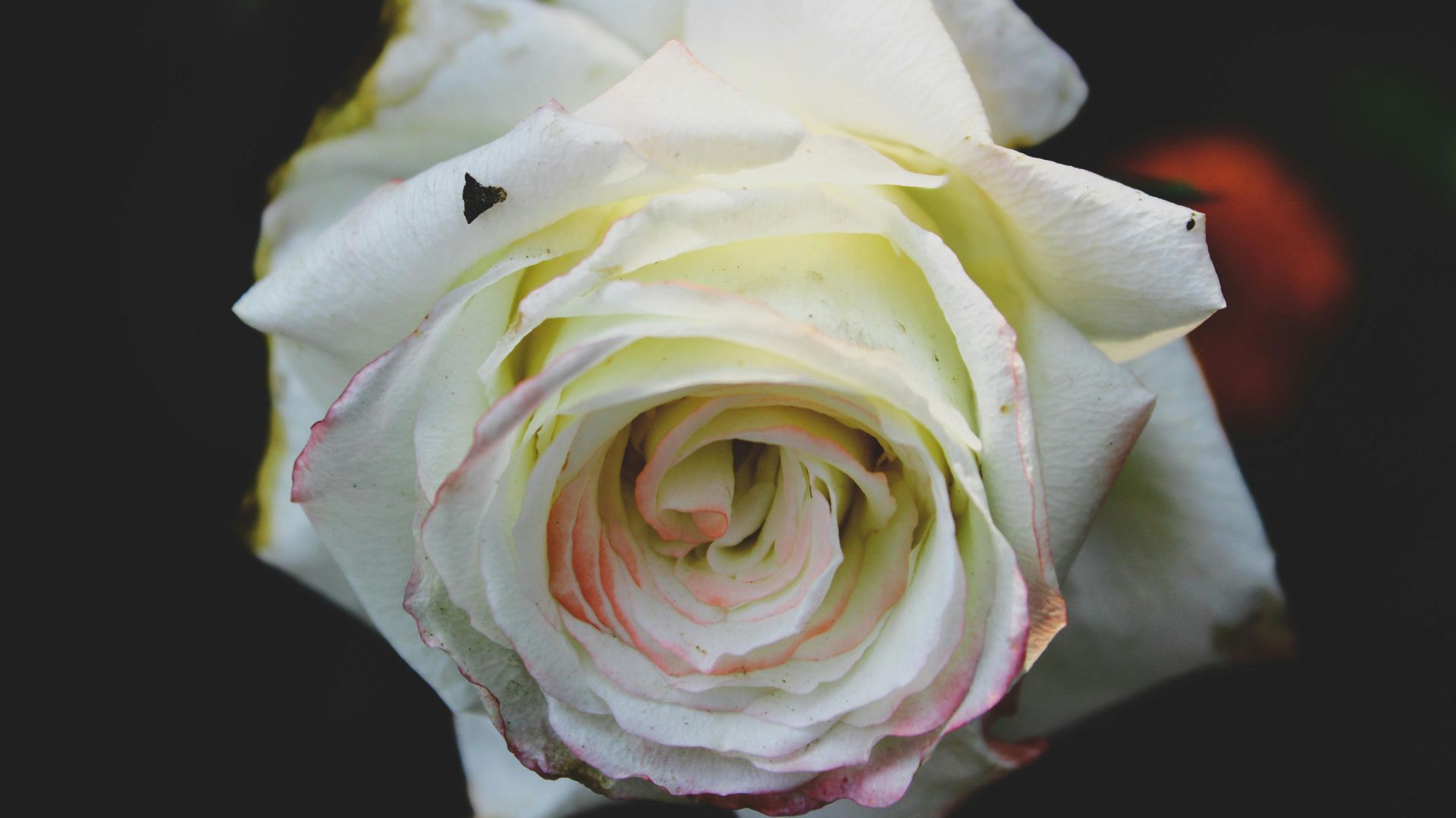 White Knock Out Rose