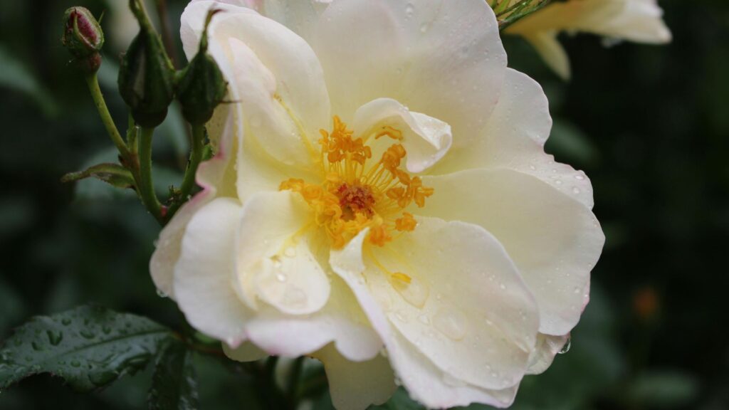 Brillantina Bianca Rose