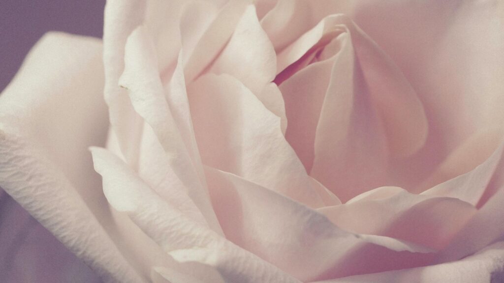 White Meidiland Rose