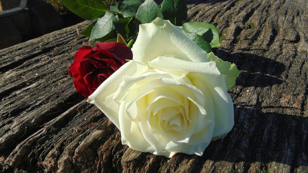 Rare white rose