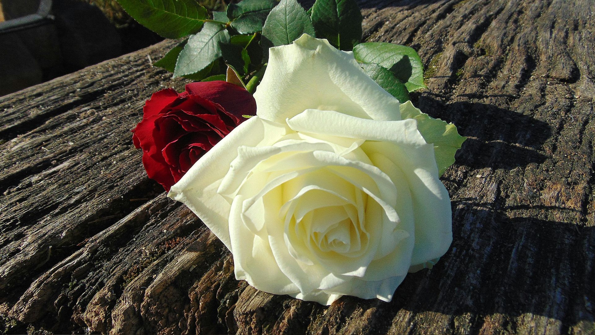 Rare white rose