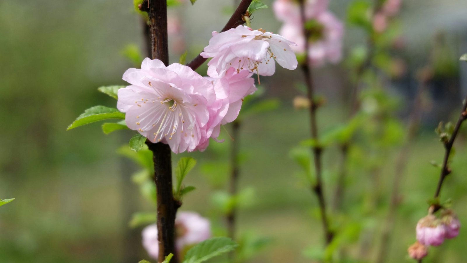 Most Expensive Rare Flowers in the world 1 Most Expensive Rare Flowers