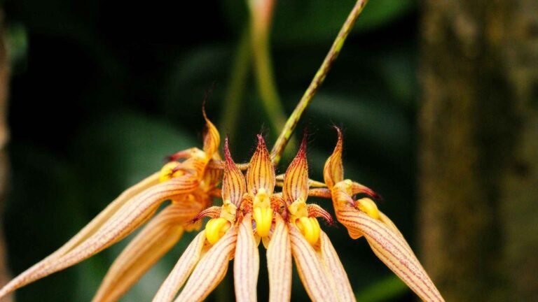 Rare Flowers Support Soil Health