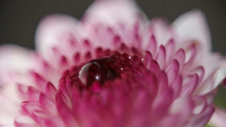 World Most Rarest Flowers