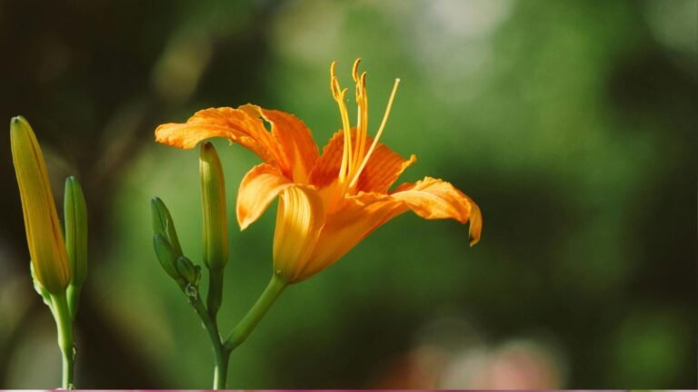 Rare Multicolor Flowers