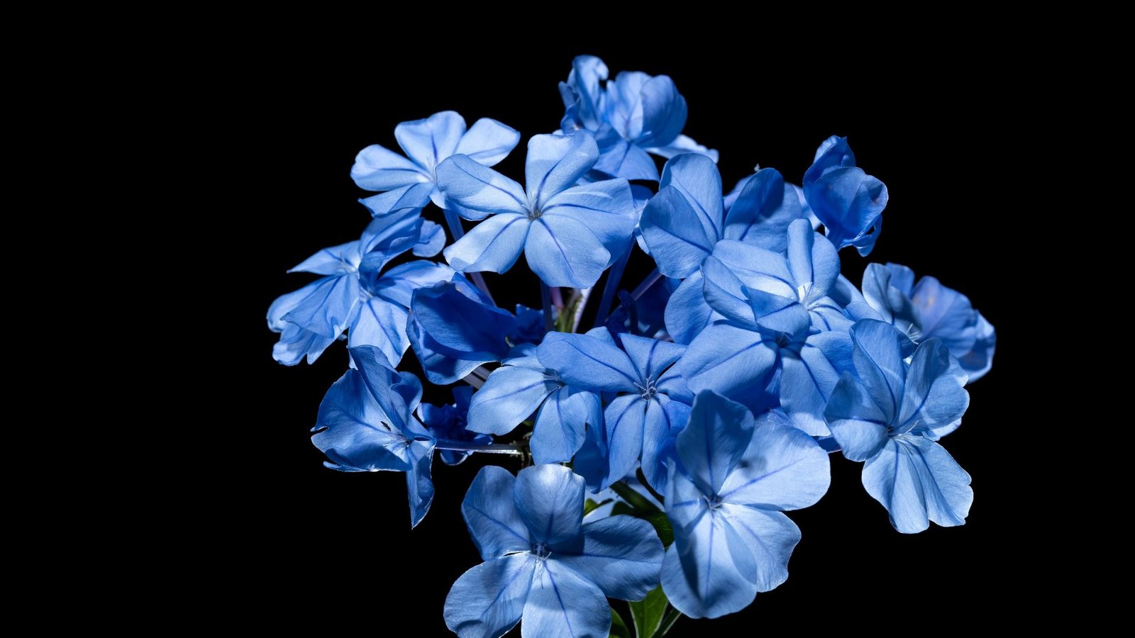 Blue Flowers You Can Grow at Home
