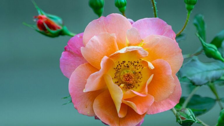 Rare Flowers and Ecological Balance