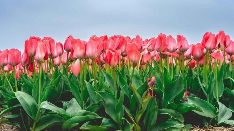 Best Flowers for Full Sun