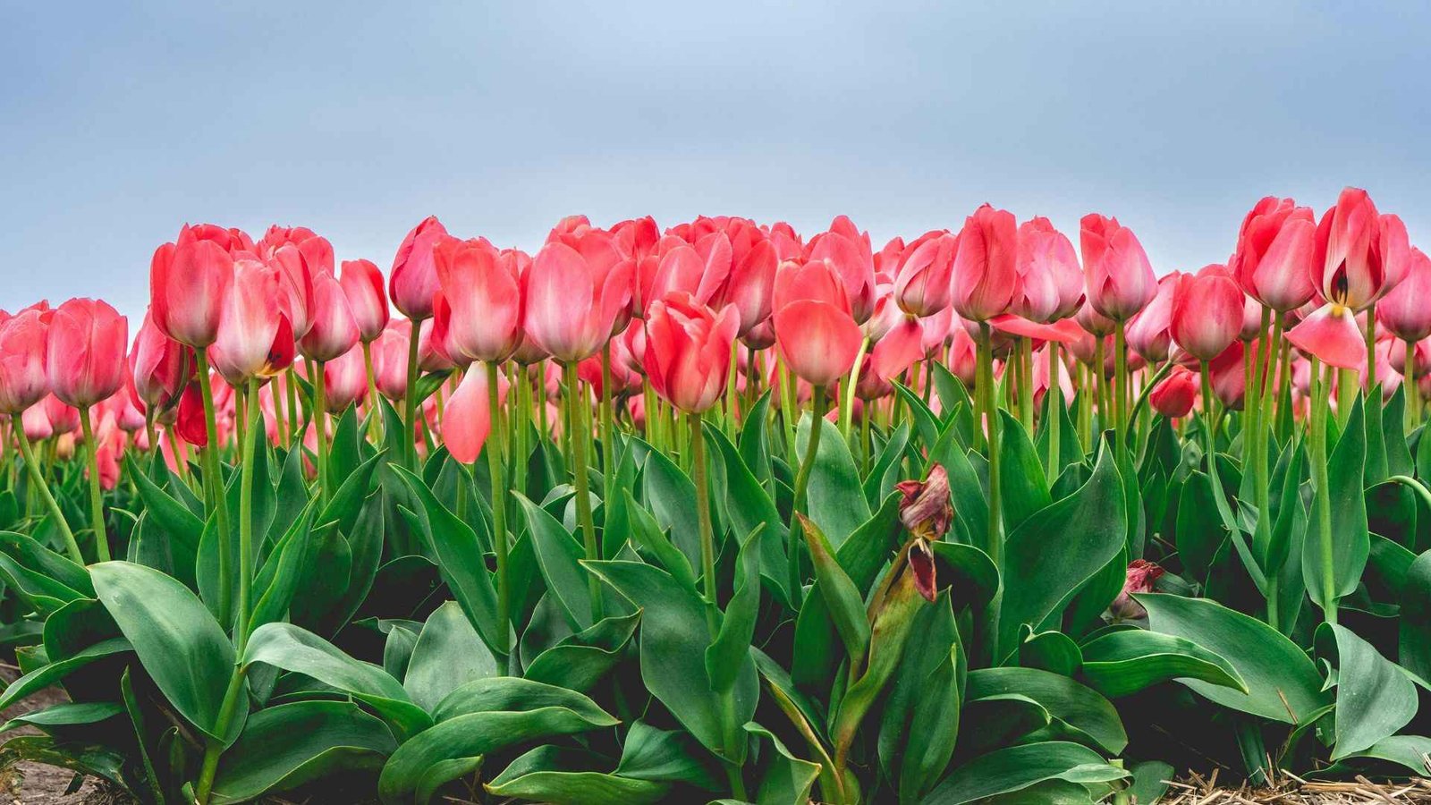 Best Flowers for Full Sun