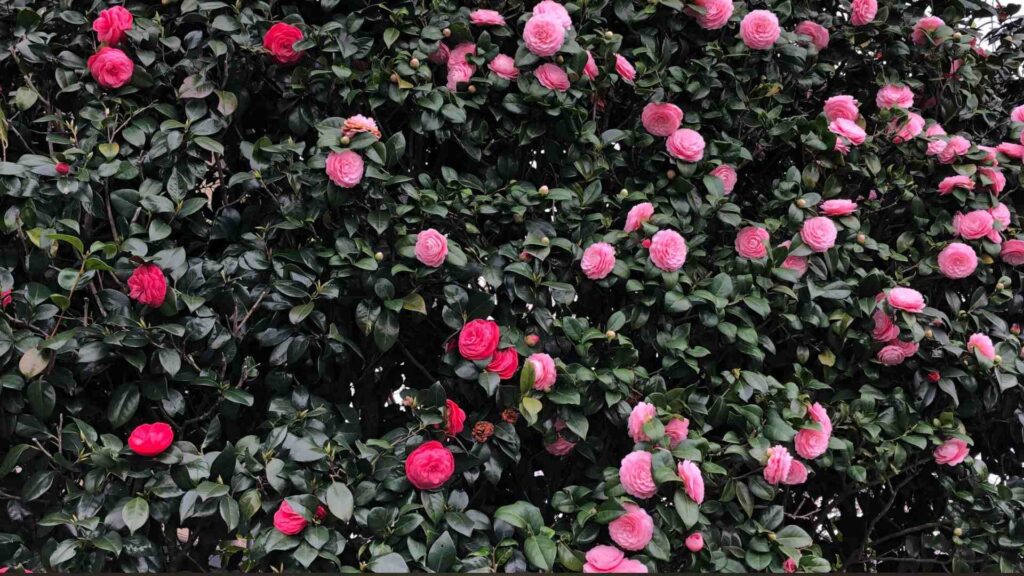 Why Rare Flowers Are Becoming Endangered