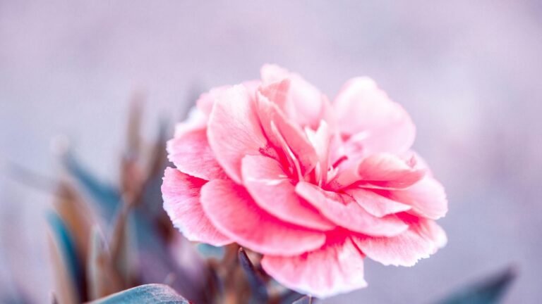 Rare Flowers Struggle Outside Their Habitat