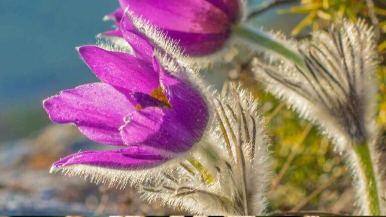 Why Rare Flowers are Becoming Endangered