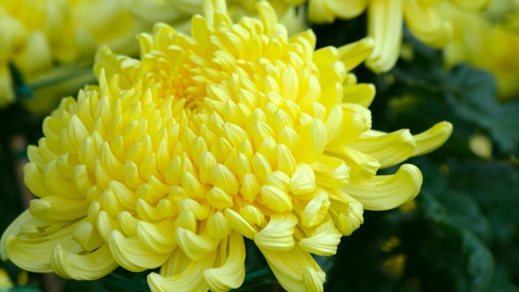 The Role of Rare Flowers in Ecosystem Balance 1 The Role of Rare Flowers in Ecosystem Balance