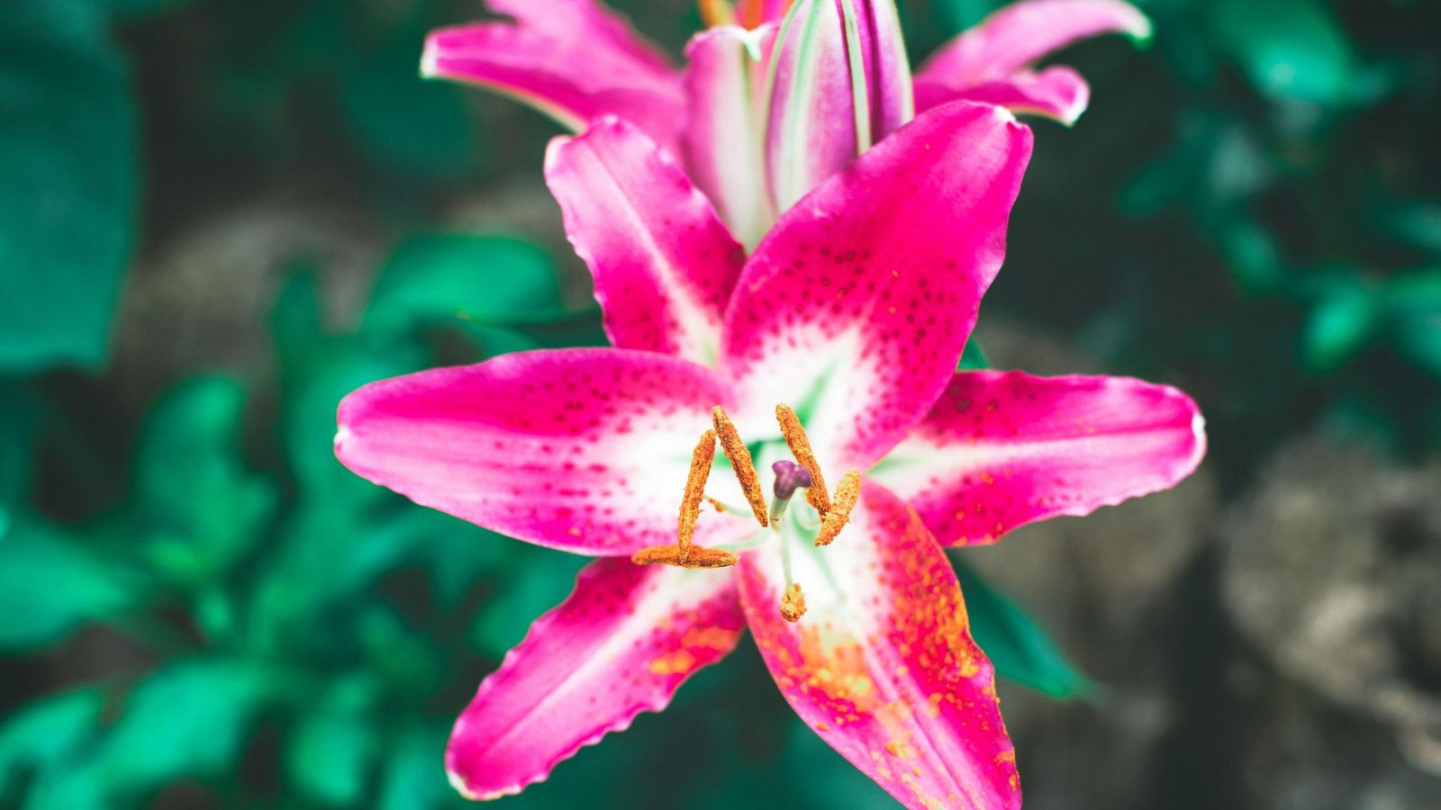 Why Plants Grow in Different Climates