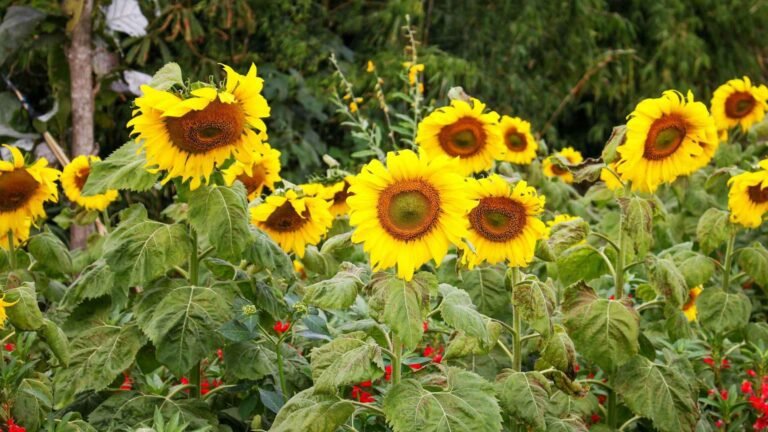 Rare Yellow Flowers